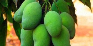 Fresh Green Mango