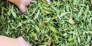 Stevia Dry Leaf