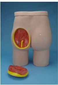Buttock Injection Model with Anatomical Structure