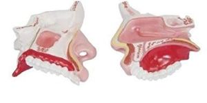 Model of the Anatomical Nasal Cavity