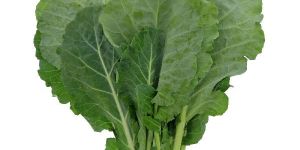Fresh Mustard Greens