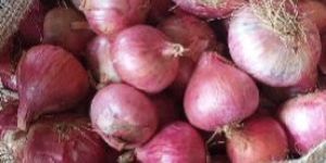 Onion