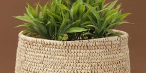 Sabai Grass Planter