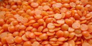 Red Lentils