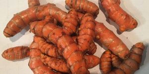 Raw Turmeric