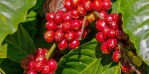 Robusta Cherry with Skin Coffee Beans