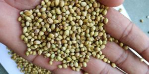 Dhaniya Seeds