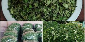 Moringa Dried Leaves