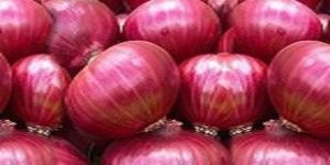 Fresh Red Onion