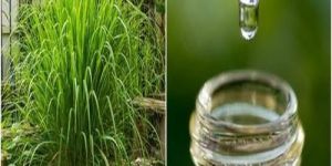 Citronella Essential Oil