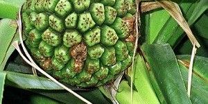 Phenyl Ethyl Methyl Ether