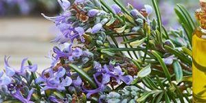 Rosemary Oil