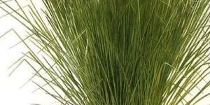 Vetiver Oil