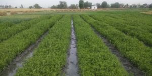 Stevia Nursery Plants