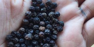 Black Pepper