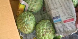Custard Apple