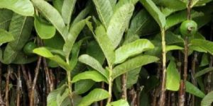 Sardar L49 Guava Plant