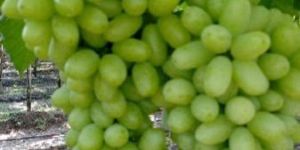 Fresh Green Grapes