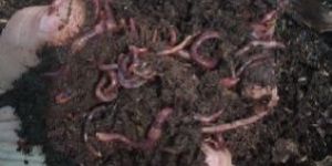 Earthworm- esenia fetida