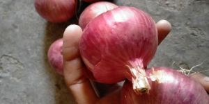 Fresh Red Onion