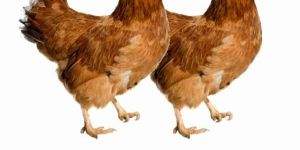 DS AD3E SOL Poultry Feed Supplement