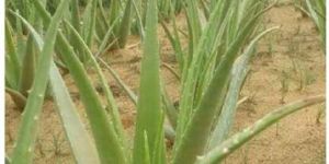 Aloe Vera Plants