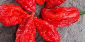 Fresh Red Chilli