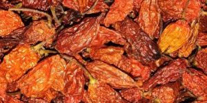 Oven Dry Ghost Pepper