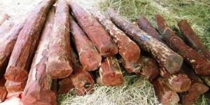 Red Sandalwood Logs