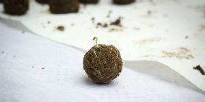 Cow Dung Seed Balls