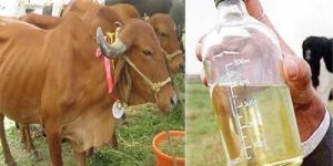 Pure Cow Urine
