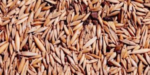 Bamboo Seeds