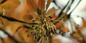 Mahua Flower
