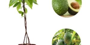 Avocado Plants