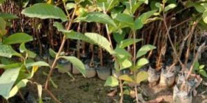 Guava Plants