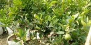 Thai Apple Ber Plants