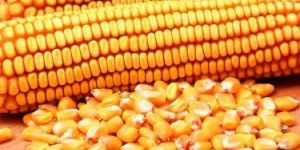 Maize Corn