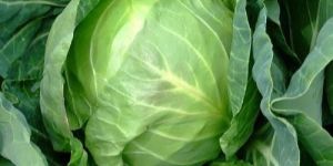 Natural Cabbage