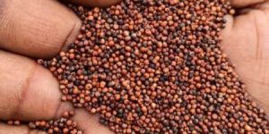 Finger Millet Unpolished Sortexted Rice