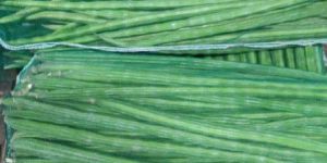 Fresh Organic Vegetables