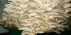 Dried Oyster Mushroom