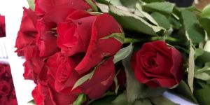 Taj Mahal Rose Flower