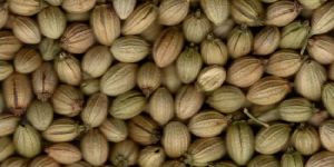 Coriander Seeds