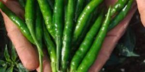 Green Chilli
