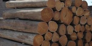 Teak Wood Logs