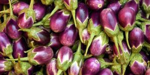 Fresh Brinjal