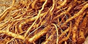 Ashwagandha Roots