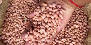 GROUNDNUT KERNELS 80/90