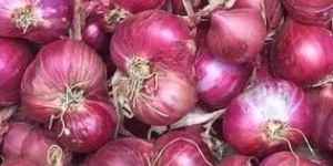 Sambar Onion - Tamil Nadu Origin