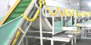 Industrial Potato Grading Machine